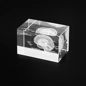 Clear 3D Человеческий Мозг Портативный Хрустальный Стеклянный Куб Неврология Подарки Украшение Дома и Офиса